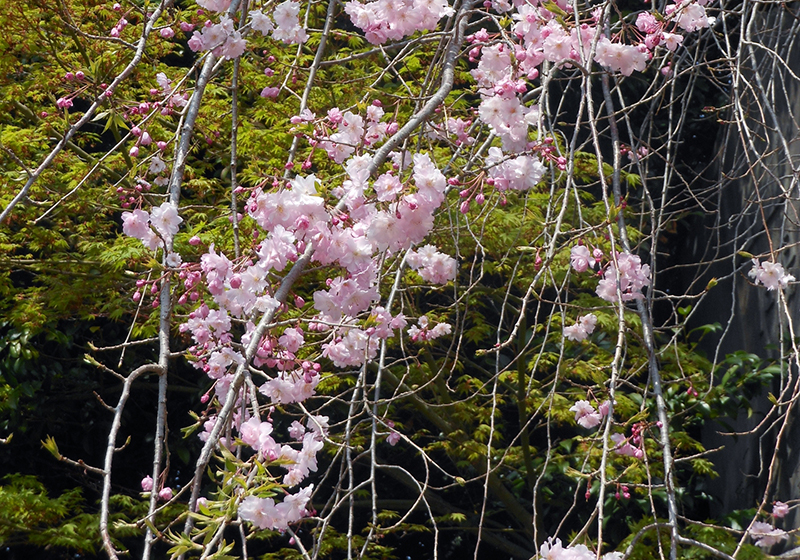 しだれ桜