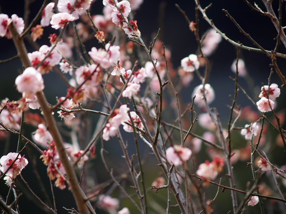 湯河原梅林